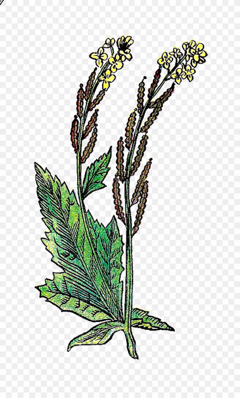 Mustard Plant Drawing Clip Art, PNG, 965x1600px, Mustard Plant, Art, Brassica Juncea, Drawing, Flora Download Free