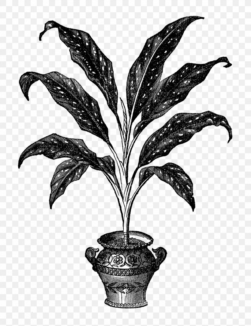 New And Rare Beautiful-leaved Plants Houseplant Flowerpot Leaf, PNG, 1232x1600px, Houseplant, Black And White, Dumb Canes, Flowerpot, Geraniums Download Free