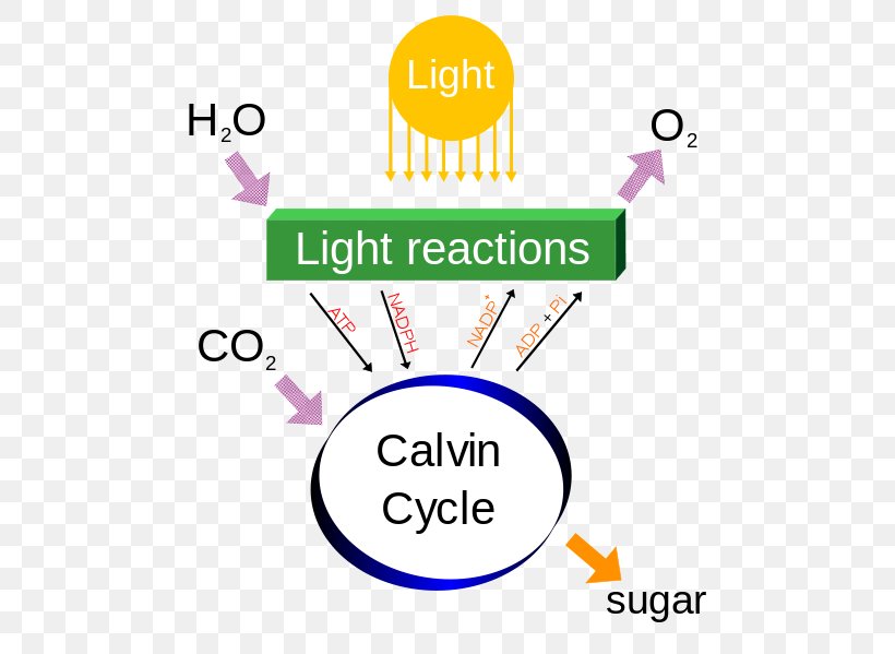 Photosynthesis Process Metabolism Plants Light-dependent Reactions, PNG, 484x599px, Photosynthesis, Algae, Area, Brand, Cellular Respiration Download Free