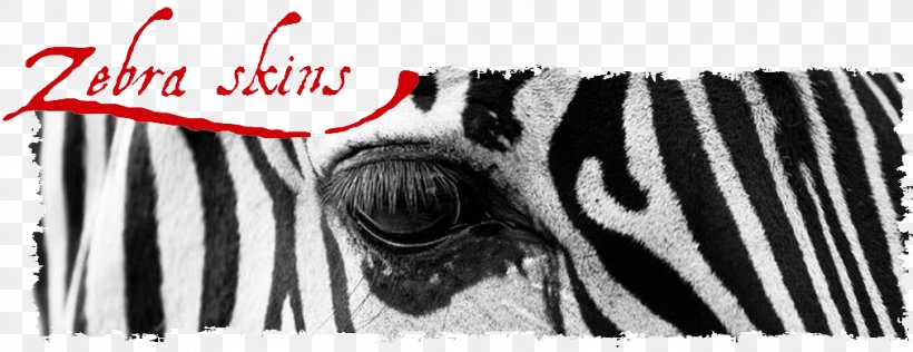 Zebra Black And White In Captivity Zoo, PNG, 1011x390px, Zebra, Animal, Black, Black And White, Brand Download Free