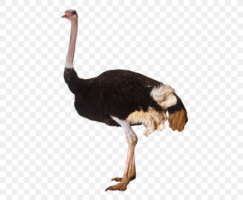 Common Ostrich Bird Clip Art, PNG, 480x677px, Common Ostrich, Beak, Bird, Emu, Fauna Download Free
