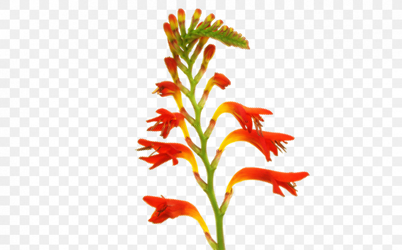Flower Plant Pedicel Cut Flowers Plant Stem, PNG, 1696x1058px, Flower, Aquarium Decor, Castilleja, Cut Flowers, Pedicel Download Free