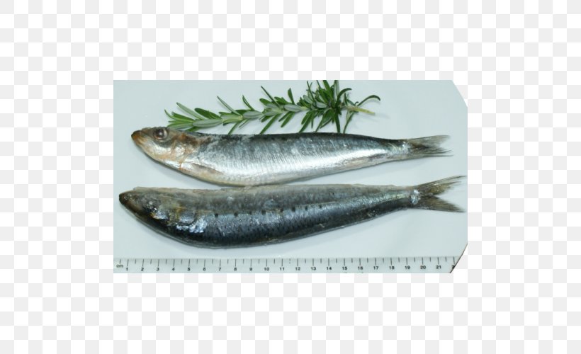 Sardine Pacific Saury Fish Products Capelin Mackerel, PNG, 500x500px, Sardine, Anchovy, Anchovy Food, Animal Source Foods, Capelin Download Free