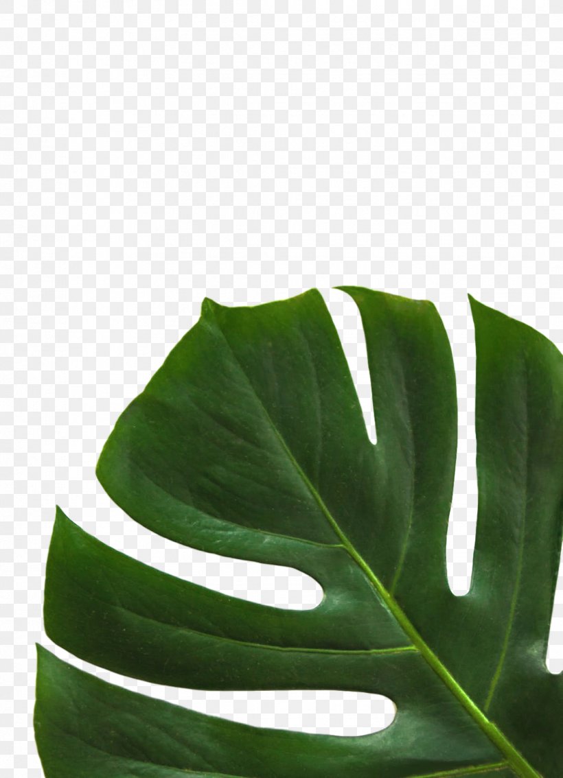 Stock.xchng Stock Photography Royalty-free Image, PNG, 1084x1500px, Stock Photography, Alismatales, Art, Arum Family, Banana Leaf Download Free