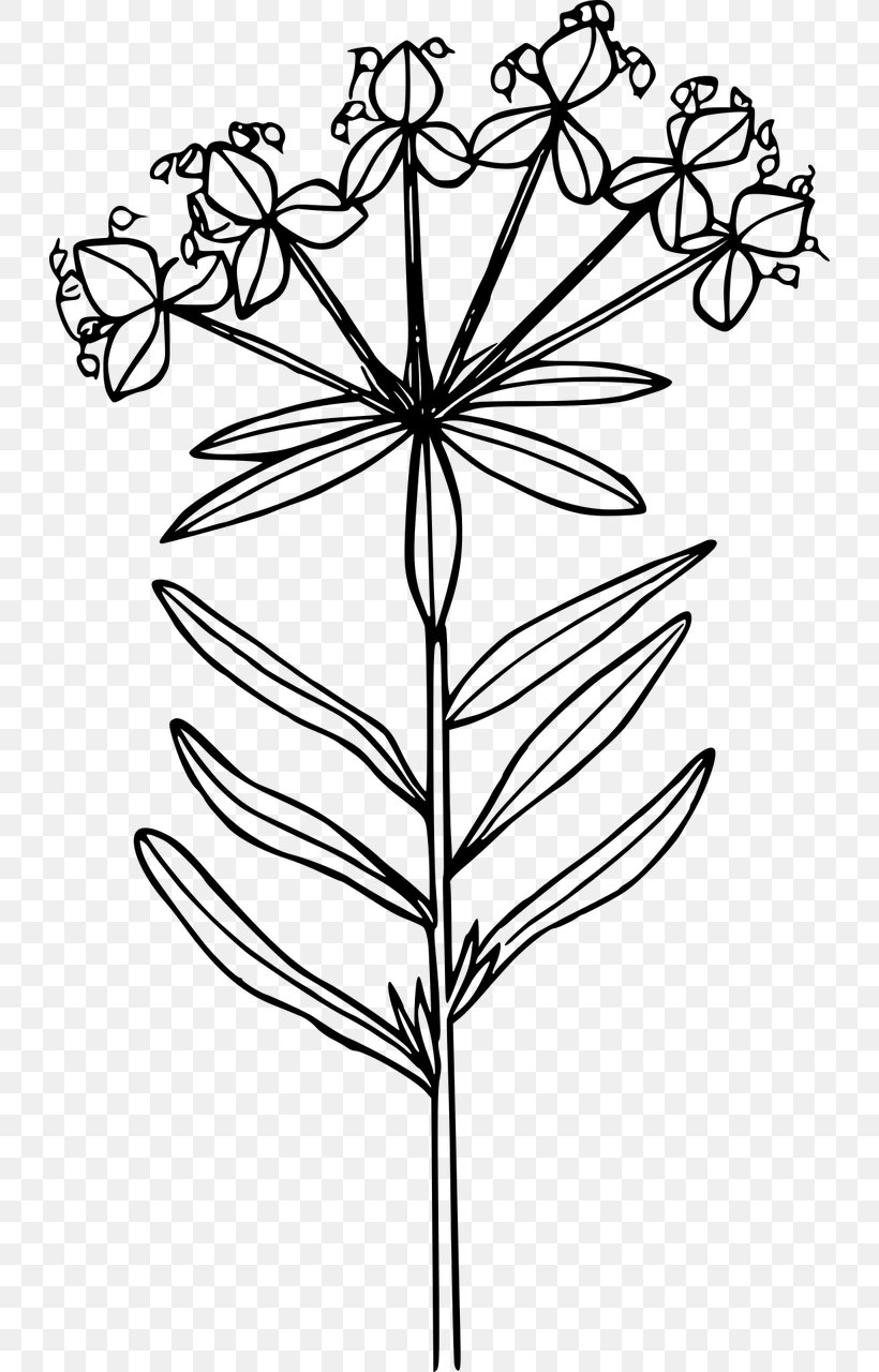 Wildflower Leafy Spurge Clip Art, PNG, 728x1280px, Wildflower, Black And White, Branch, California Poppy, Color Download Free