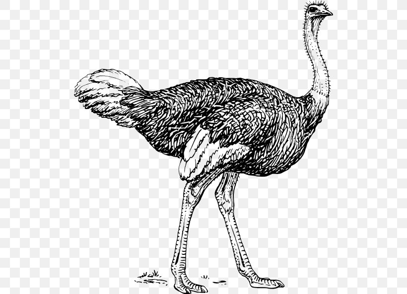 Common Ostrich Bird Drawing Line Art Clip Art, PNG, 522x593px, Common Ostrich, Art, Beak, Bird, Black And White Download Free