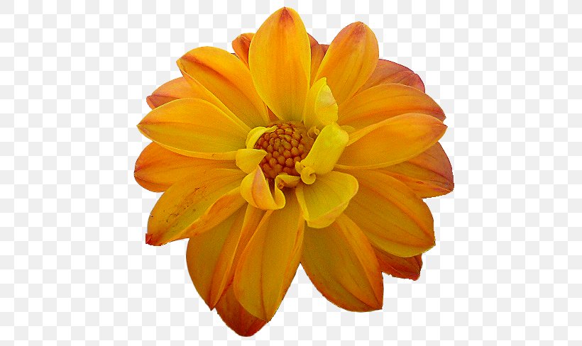 Dahlia Orange Flower Yellow, PNG, 512x488px, Dahlia, Blue, Calendula, Color, Cut Flowers Download Free