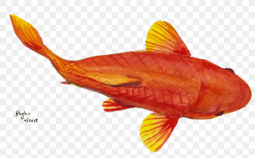 Goldfish Fauna, PNG, 2397x1491px, Goldfish, Fauna, Fin, Fish, Orange Download Free