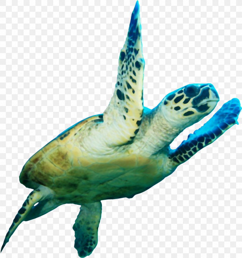 Loggerhead Sea Turtle Icon, PNG, 1057x1130px, Loggerhead Sea Turtle, Fauna, Fish, Green Sea Turtle, Loggerhead Download Free