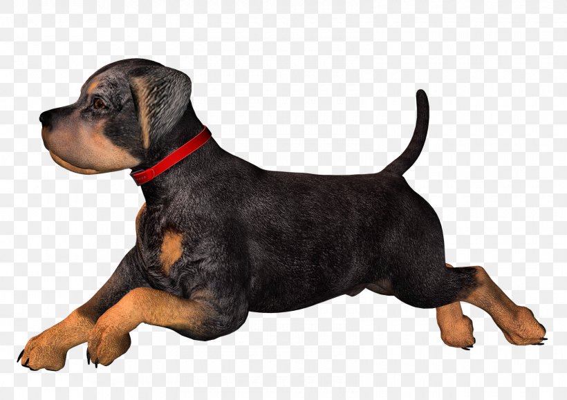 Rottweiler Dachshund Puppy Clip Art, PNG, 1600x1131px, Rottweiler, Bitmap, Black And Tan Terrier, Carnivoran, Dachshund Download Free