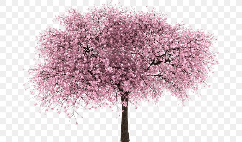 Cherry Blossom Tree, PNG, 668x480px, Cherry Blossom, Blossom, Branch, Cherry, Flower Download Free