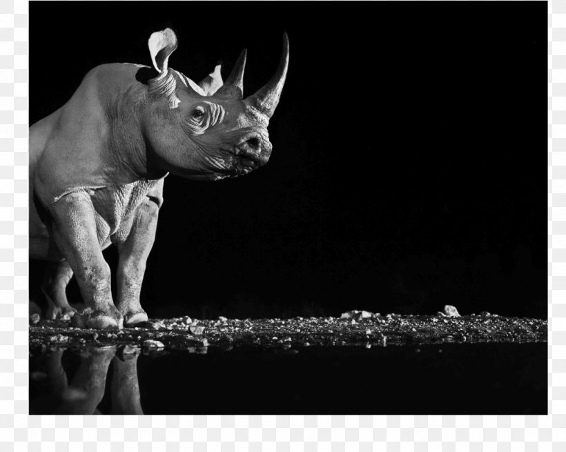 Dürer's Rhinoceros Lewa Wildlife Conservancy Ten Rhino Poems Antimanual De Filosofia / Antimanual Philosophy, PNG, 1024x818px, Rhinoceros, Animal, Antler, Black, Black And White Download Free