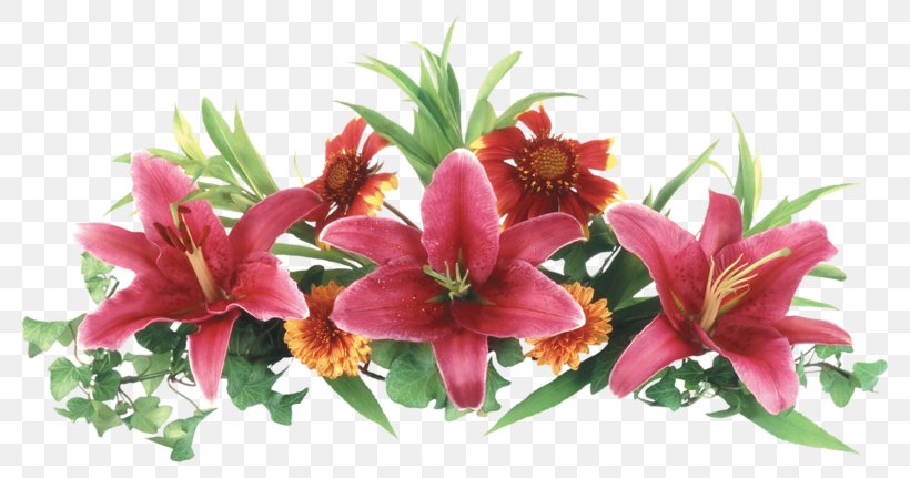 Lily Cut Flowers Clip Art, PNG, 800x431px, Lily, Alstroemeriaceae, Artificial Flower, Bouquet, Cut Flowers Download Free