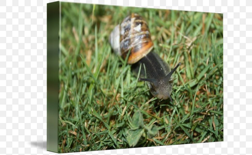 Snail, PNG, 650x504px, Snail, Grass, Grass Family, Snails And Slugs Download Free
