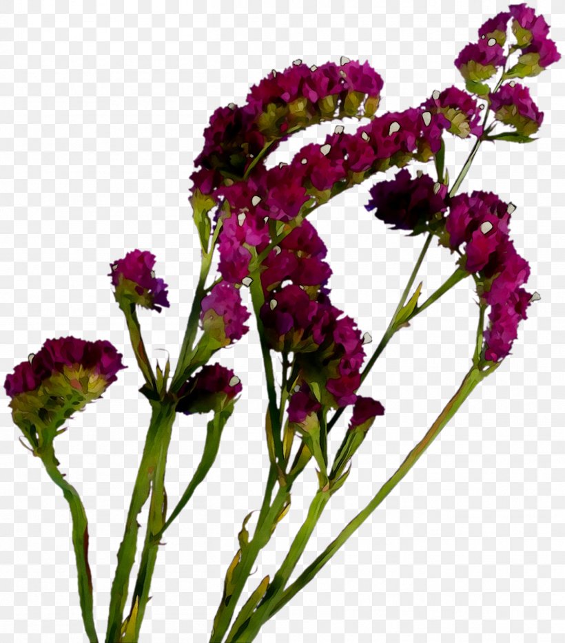 Vervain Amaranth Cut Flowers Annual Plant Plant Stem, PNG, 1359x1548px, Vervain, Amaranth, Annual Plant, Cockscomb, Cut Flowers Download Free