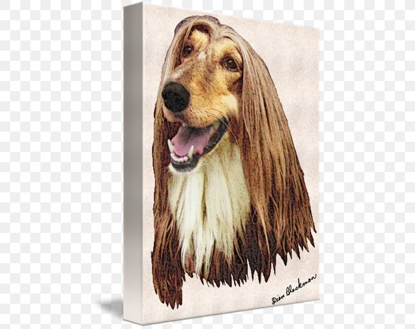 Afghan Hound Dog Breed Spaniel Snout Afghanistan, PNG, 452x650px, Afghan Hound, Afghanistan, Breed, Carnivoran, Crossbreed Download Free