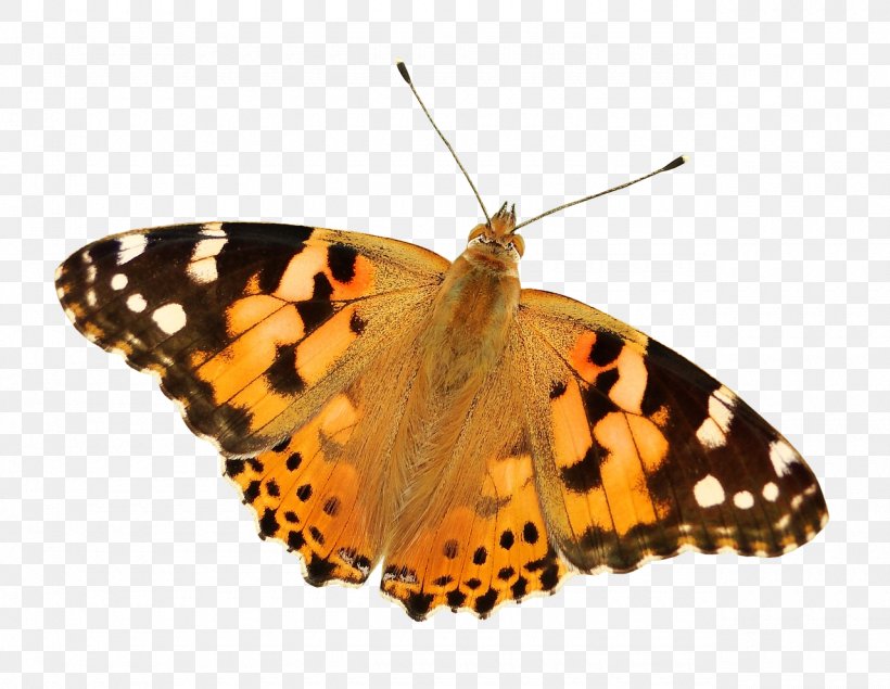 Butterfly Insect Transparency Image, PNG, 1280x992px, Butterfly, Arthropod, Brush Footed Butterfly, Butterflies And Moths, Clipping Path Download Free