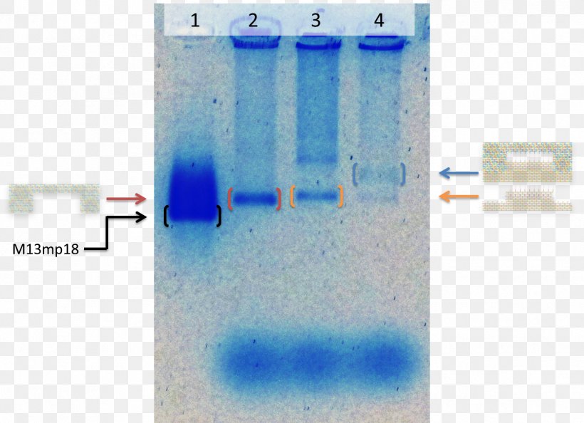 Gel Electrophoresis Of Nucleic Acids DNA Origami, PNG, 1376x998px, Gel Electrophoresis, Agarose, Agarose Gel Electrophoresis, Analysis, Blue Download Free