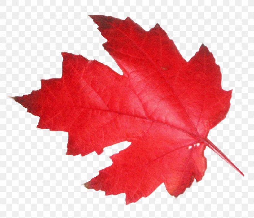Maple Leaf, PNG, 1180x1014px, Canada, Leaf, Maple Leaf, Maple Tree, Permanent Residency In Canada Download Free