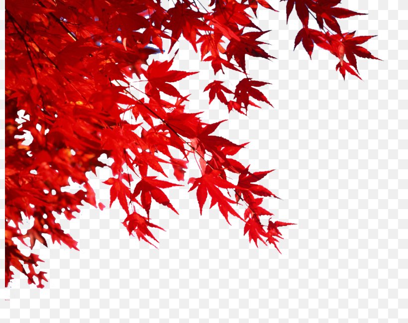 Autumn Leaf Color Image, PNG, 799x649px, 2018, Autumn, Advertising, Autumn Leaf Color, Branch Download Free