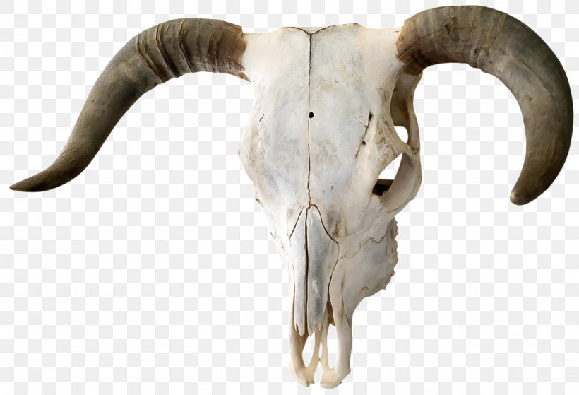 Cattle Horn Skull Bone Bull, PNG, 1124x767px, Cattle, Bone, Bull, Cattle Like Mammal, Coffee Tables Download Free