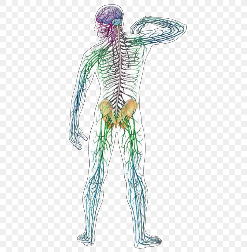 Central Nervous System Human Anatomy Human Body, PNG, 460x836px, Watercolor, Cartoon, Flower, Frame, Heart Download Free
