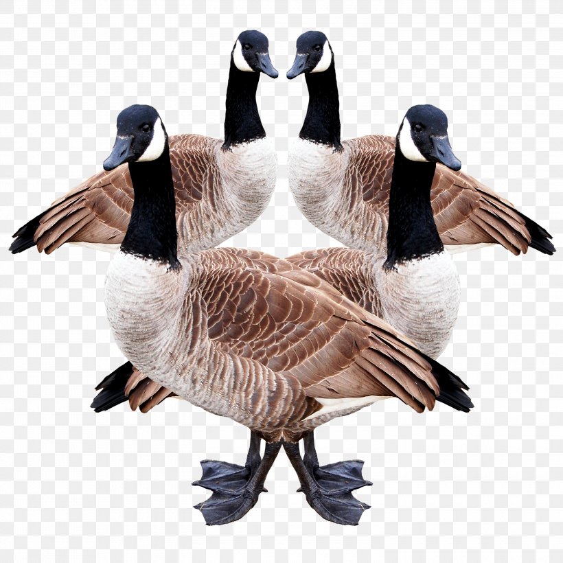 Duck Canada Goose Douchegordijn Feather, PNG, 3000x3000px, Duck, Beak, Bird, Canada Goose, Coasters Download Free