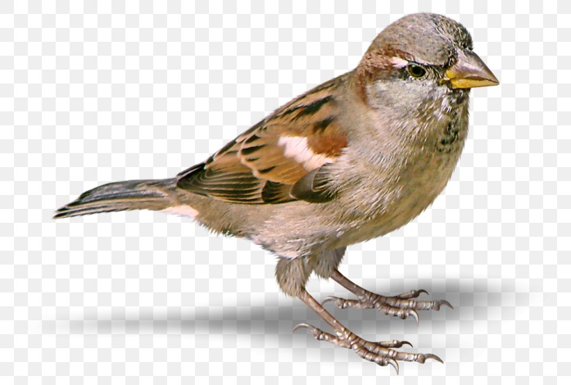 House Sparrow Clip Art, PNG, 800x553px, Sparrow, Beak, Bird, Brambling, Digital Image Download Free