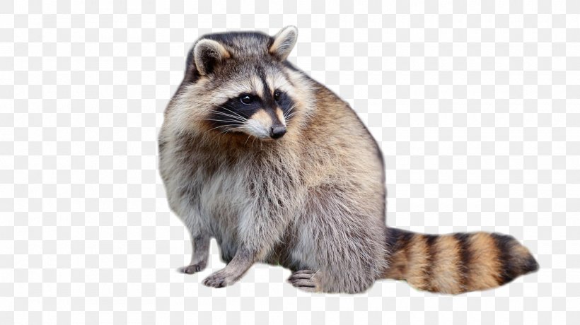 Raccoon Fur Viverridae, PNG, 1900x1068px, Raccoon, Carnivoran, Celebrity, Fauna, Fur Download Free