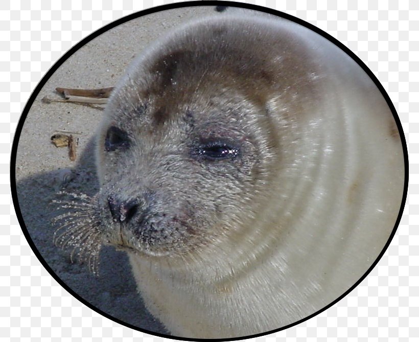 Sea Lion Harbor Seal Snout, PNG, 781x669px, Sea Lion, Animal, Harbor Seal, Lion, Mammal Download Free