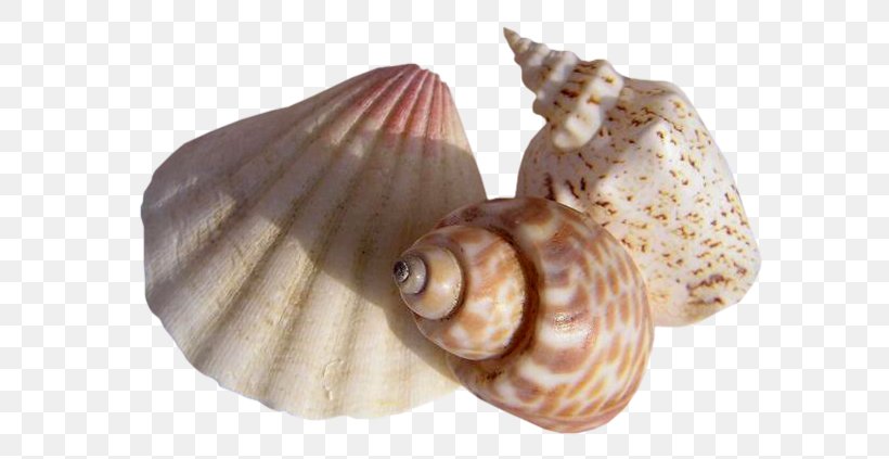 Mollusc Shell Seashell Conchology, PNG, 600x423px, Mollusc Shell, Blog, Clams Oysters Mussels And Scallops, Cockle, Conch Download Free