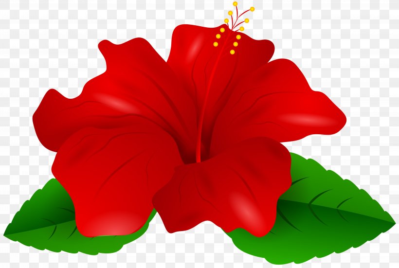 Shoeblackplant Red Clip Art, PNG, 8000x5376px, Shoeblackplant, Annual Plant, China Rose, Chinese Hibiscus, Color Download Free
