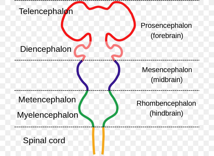 Brainstem Anatomy Diagram Nervous System, PNG, 710x599px, Watercolor, Cartoon, Flower, Frame, Heart Download Free