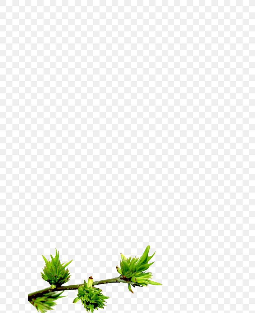 Plant Stem Flower Leaf Line Plants, PNG, 640x1008px, Plant Stem, Branch, Flower, Grass, Green Download Free