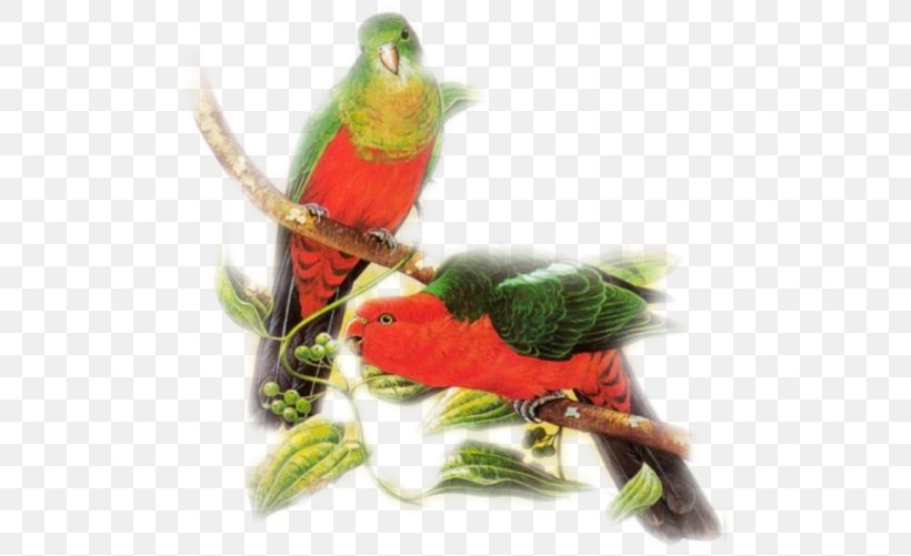 Bird Loriini Parakeet Cygnini Feather, PNG, 500x501px, Bird, Beak, Common Pet Parakeet, Cygnini, Fauna Download Free