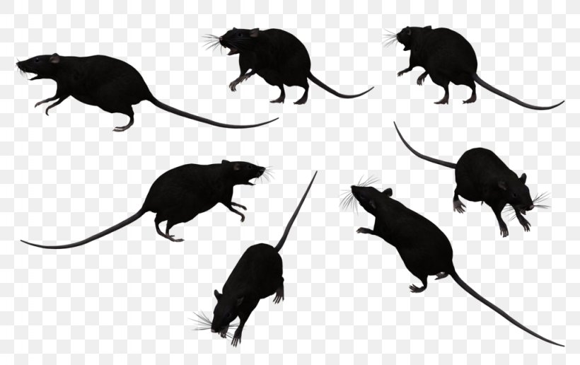 Black Rat Bonthain Rat Laboratory Rat Mouse Clip Art, PNG, 1024x645px, Black Rat, Black And White, Bonthain Rat, Free Content, Laboratory Rat Download Free