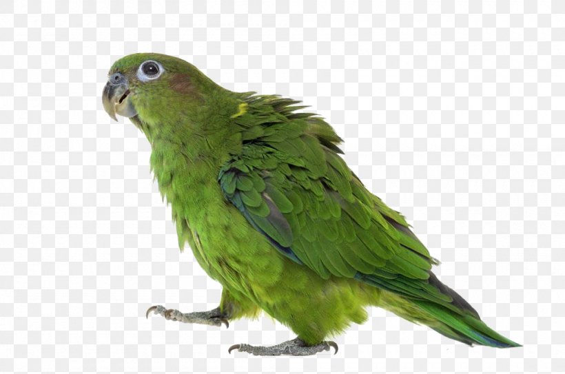 Budgerigar Lovebird True Parrot Yellow-headed Amazon, PNG, 1000x663px, Budgerigar, Amazon Parrot, Beak, Bird, Common Pet Parakeet Download Free