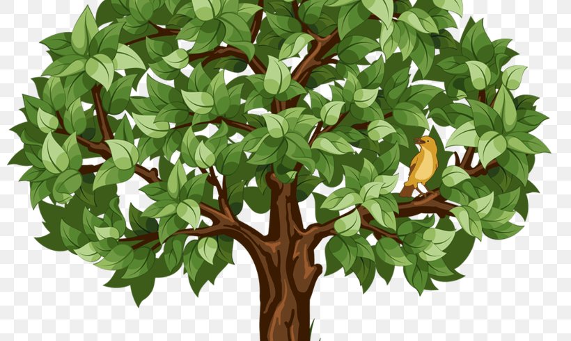 Clip Art Transparency Image Illustration, PNG, 800x491px, Tree, Alpha Compositing, Branch, Drawing, Evergreen Download Free