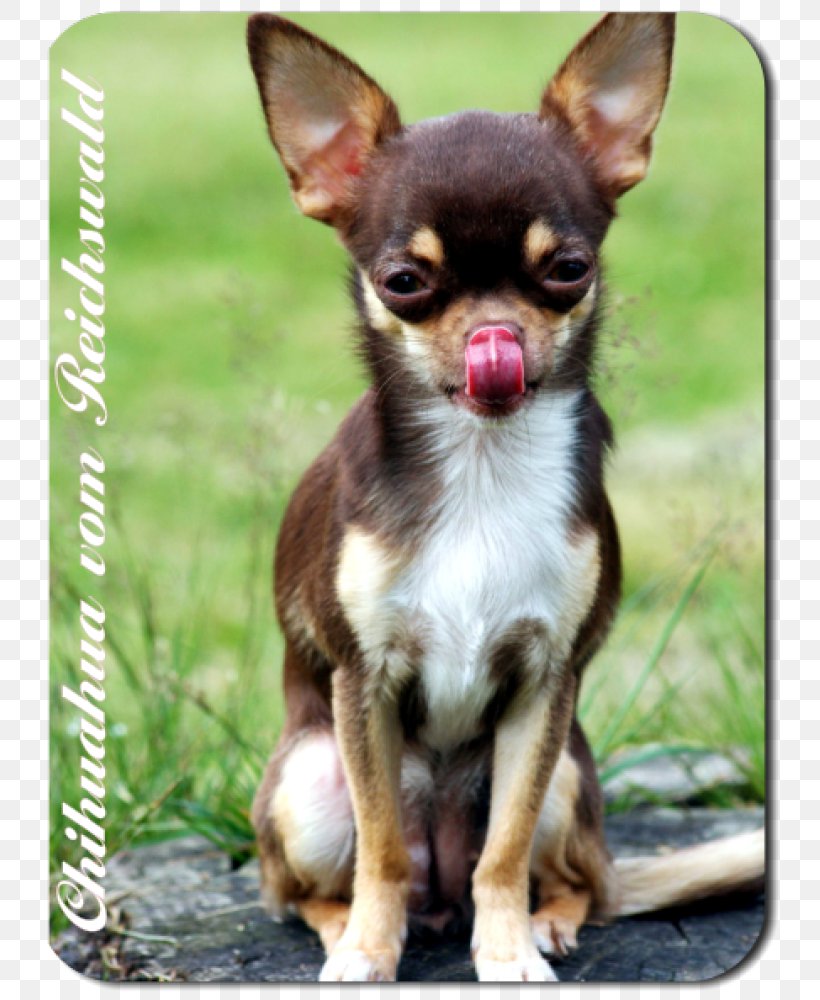 Corgi-Chihuahua Russkiy Toy English Toy Terrier Prague Ratter, PNG, 757x1000px, Chihuahua, Breed, Carnivoran, Companion Dog, Corgi Chihuahua Download Free