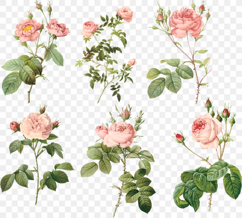 Garden Roses Centifolia Roses MacBook Air Floral Design Flowerpot, PNG, 2000x1804px, Beach Rose, Artificial Flower, Branch, Color, Colored Pencil Download Free