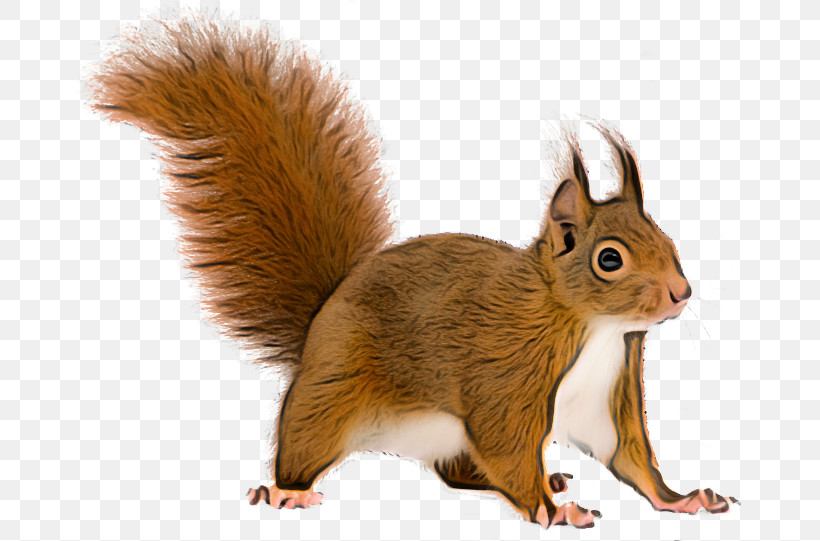 Squirrel Eurasian Red Squirrel Tail Wildlife Fox Squirrel, PNG, 670x541px, Squirrel, Eurasian Red Squirrel, Fawn, Fox Squirrel, Grey Squirrel Download Free