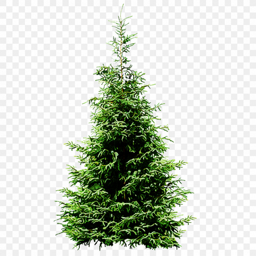 Christmas Tree, PNG, 850x850px, Shortleaf Black Spruce, American Larch, Arizona Cypress, Balsam Fir, Canadian Fir Download Free