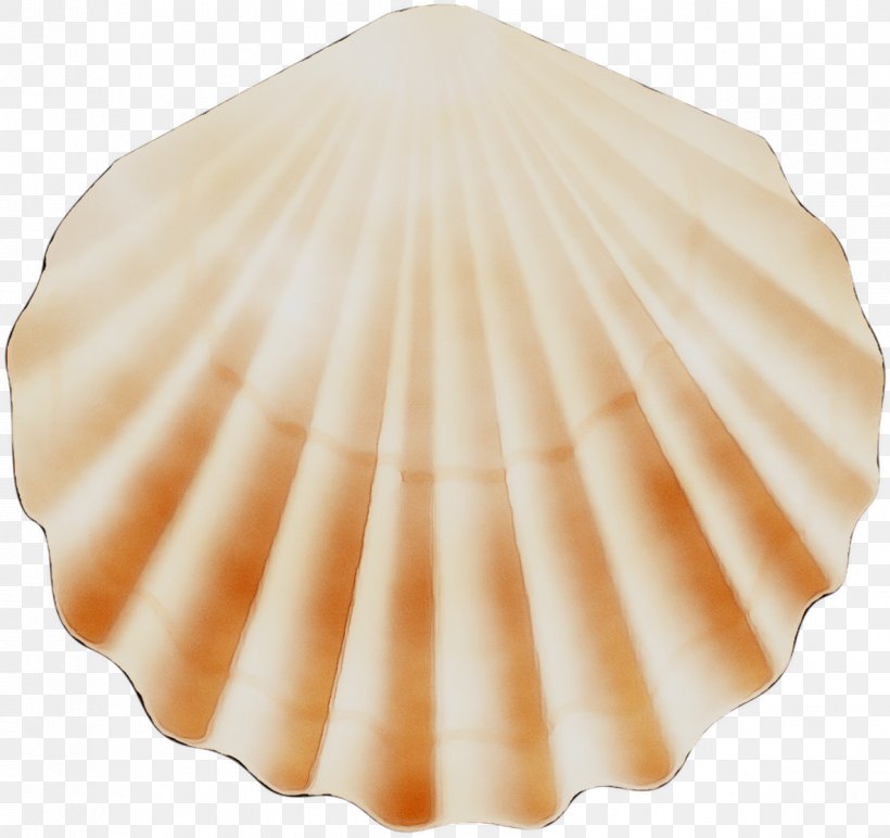 Cockle Conchology Scallops, PNG, 1184x1116px, Cockle, Bivalve, Clam, Coffee Filter, Conch Download Free