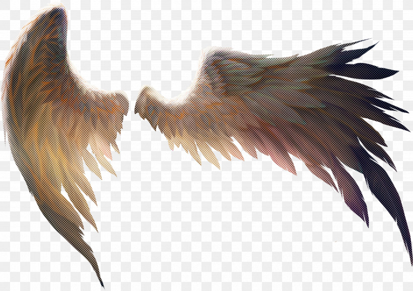 Feather, PNG, 3446x2430px, Feather, Angel, Chicken, Tail, Wing Download Free