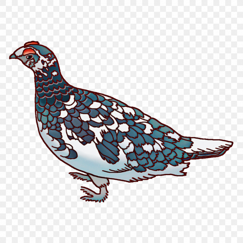 Feather, PNG, 1400x1400px, Grouse, Beak, Birds, Birds Wing, Cartoon Download Free