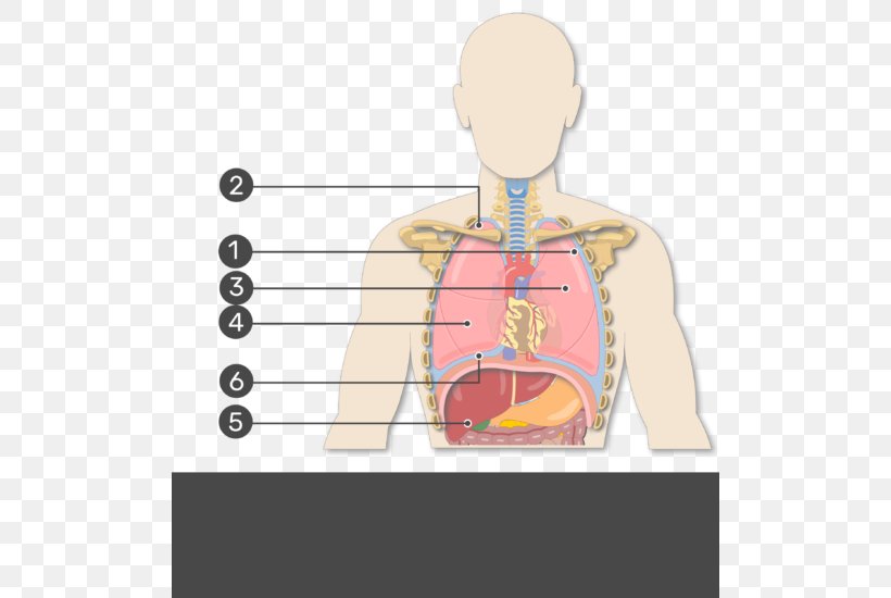 Human Right Lung Pleural Cavity Oblique Fissure Anatomy, PNG, 504x550px, Watercolor, Cartoon, Flower, Frame, Heart Download Free