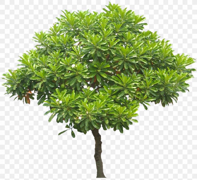 Learn About Trees Juglans Stock Photography Clip Art, PNG, 900x819px, Learn About Trees, Branch, Evergreen, Flowerpot, Houseplant Download Free