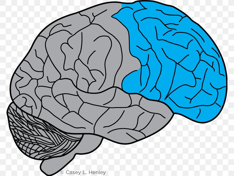 Lobes Of The Brain Frontal Lobe Prefrontal Cortex Motor Cortex, PNG, 774x619px, Watercolor, Cartoon, Flower, Frame, Heart Download Free