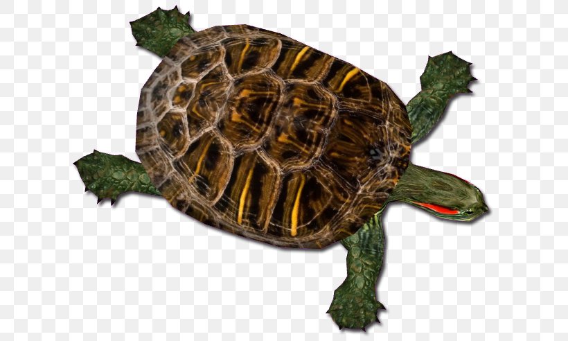 Box Turtles Common Snapping Turtle Red-eared Slider Tortoise, PNG, 615x492px, Box Turtles, Alligator Snapping Turtle, Animal, Box Turtle, Chelydridae Download Free