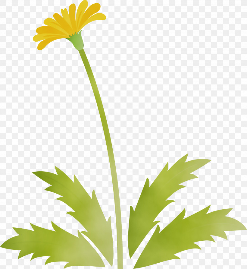 Flower Plant Yellow Leaf Chamomile, PNG, 2755x3000px, Dandelion Flower, Chamomile, Daisy Family, Easter Day Flower, English Marigold Download Free